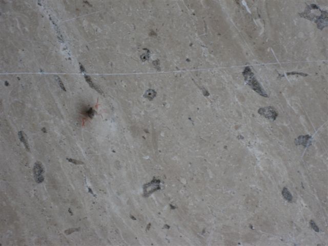 mini crab